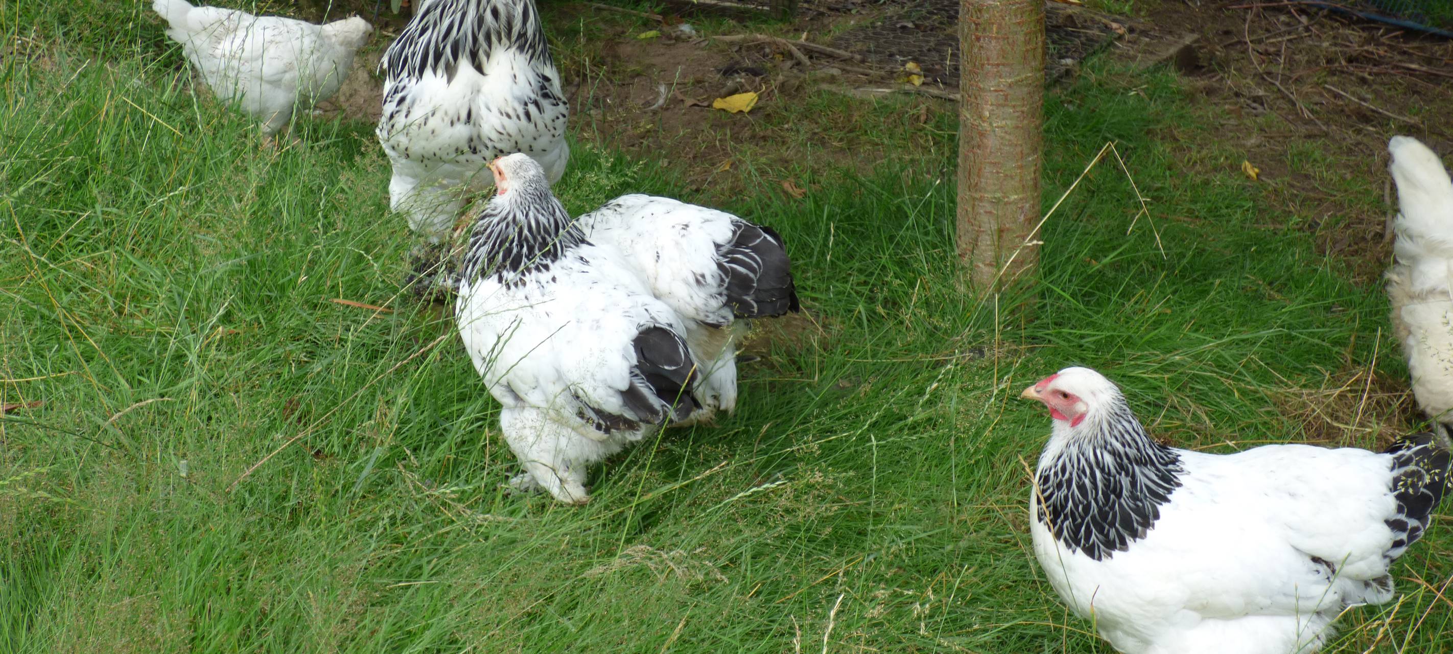 Essens schönste Urlaubs-Oase: Gewinner steht fest!