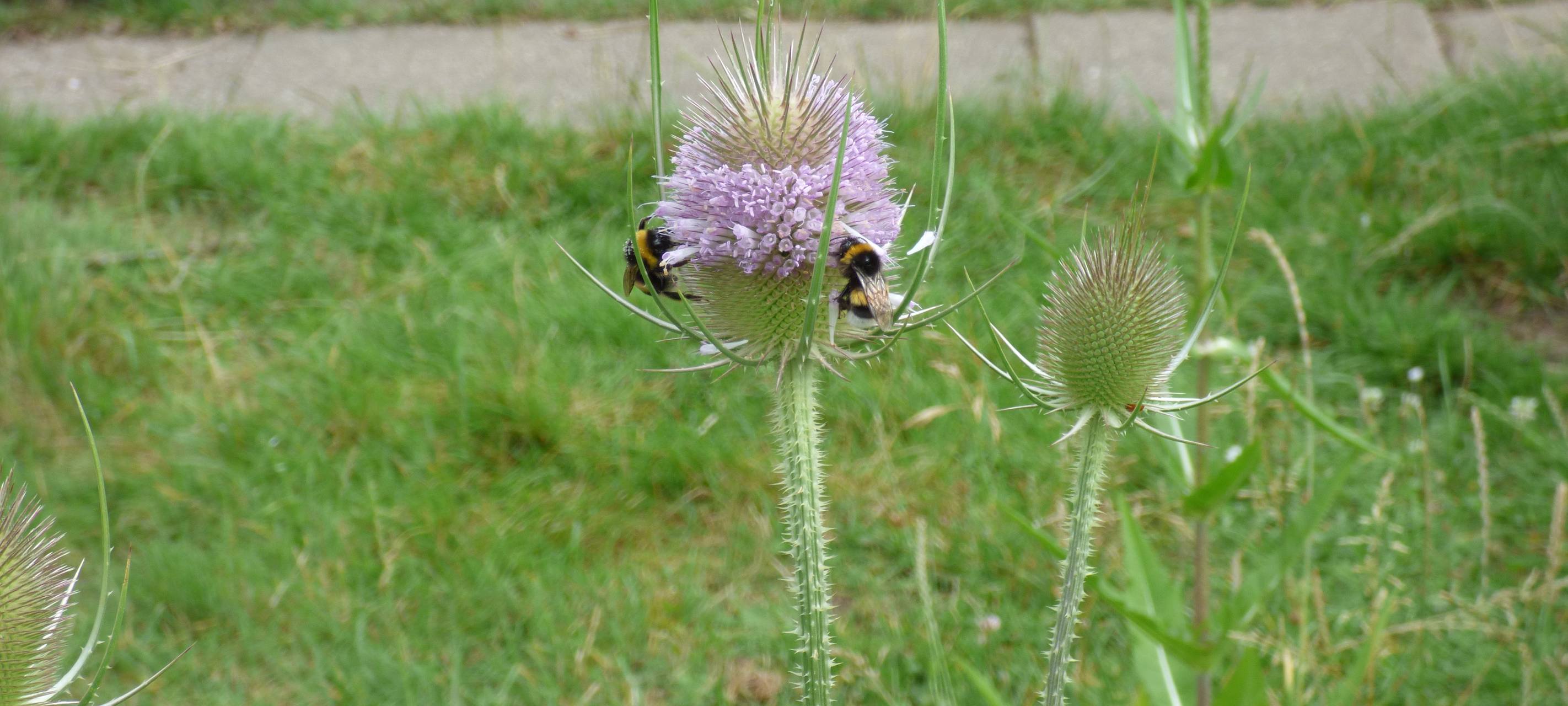 Essens schönste Urlaubs-Oase: Gewinner steht fest!