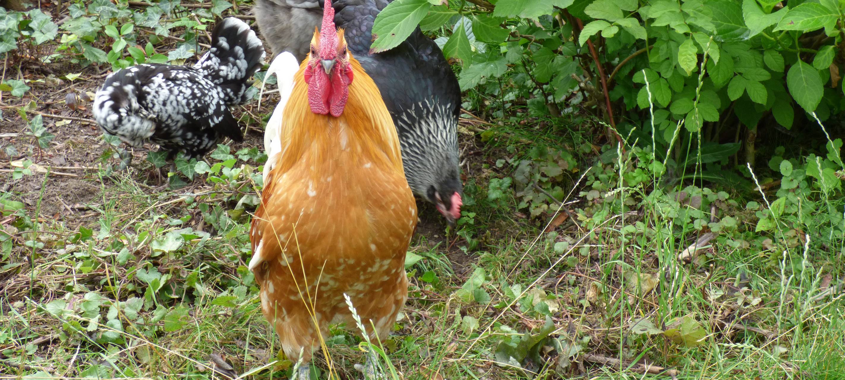 Essens schönste Urlaubs-Oase: Gewinner steht fest!
