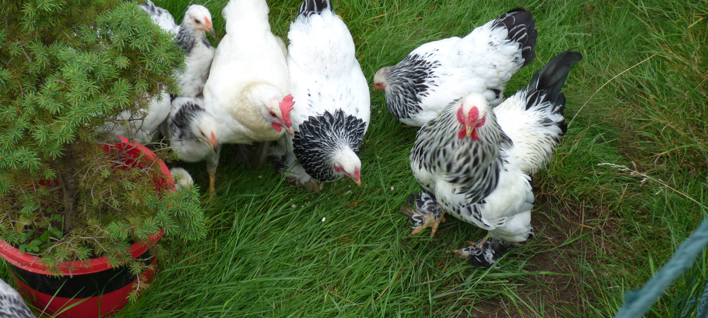 Essens schönste Urlaubs-Oase: Gewinner steht fest!