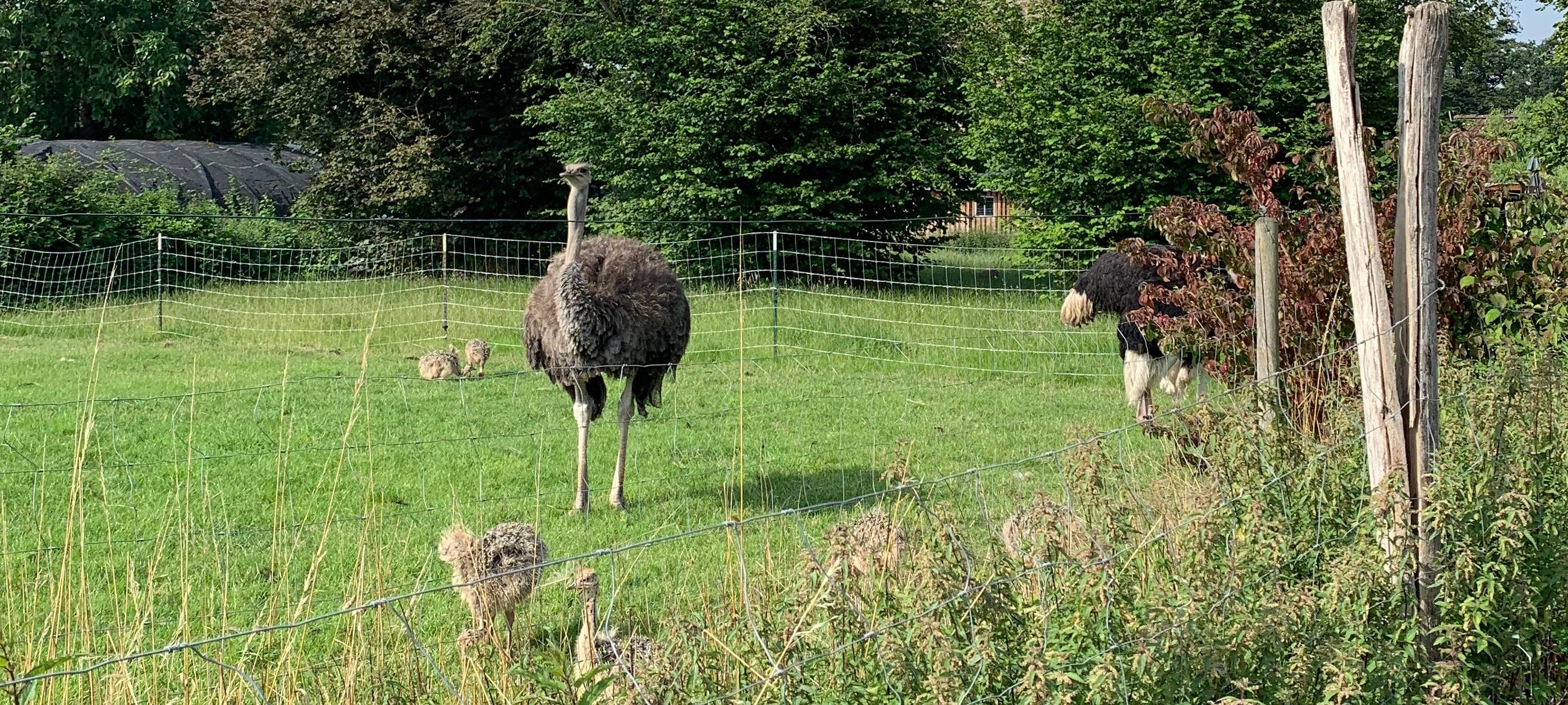 Straußenfarm in Essen: Sommer-Ausflugstipp für den Urlaub zuhause