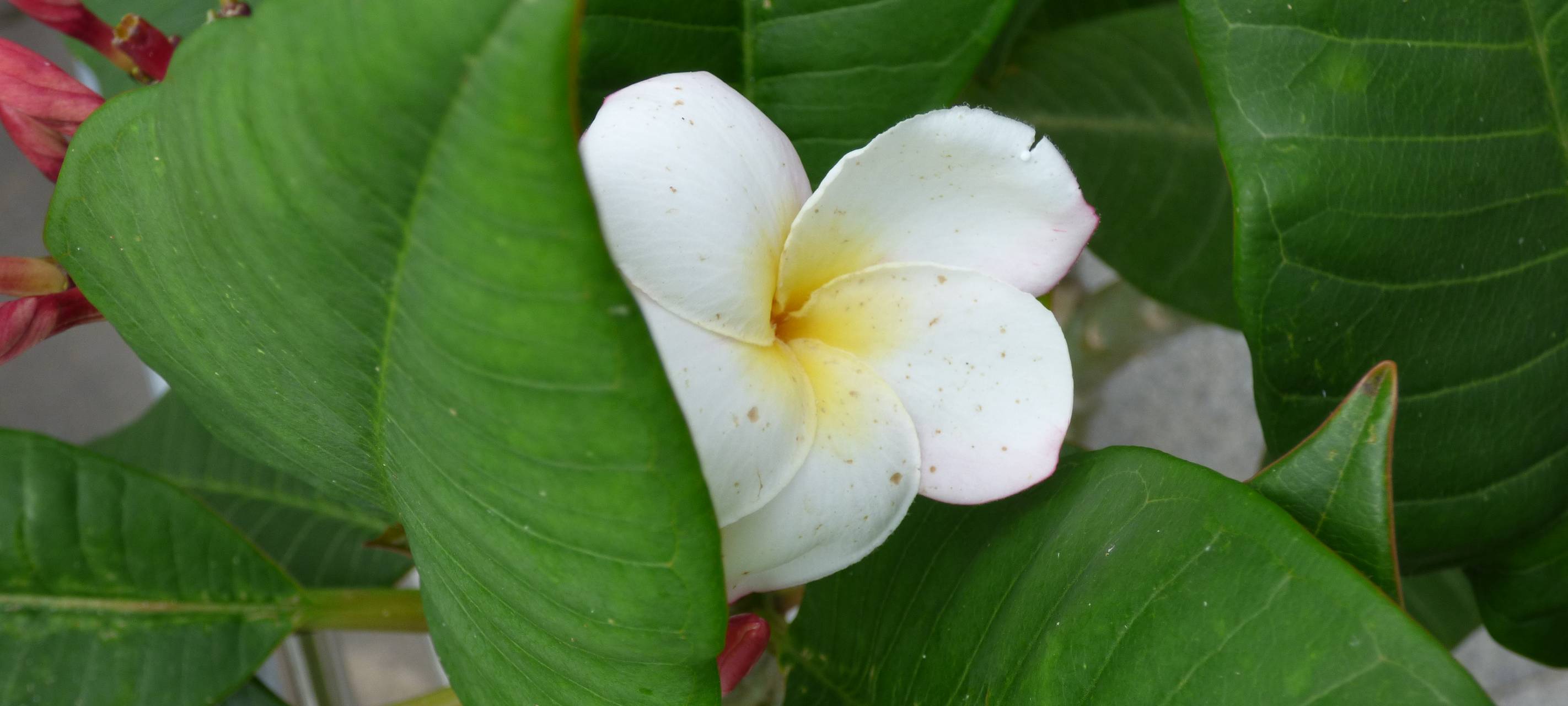 Essens schönste Urlaubs-Oase: Gewinner steht fest!