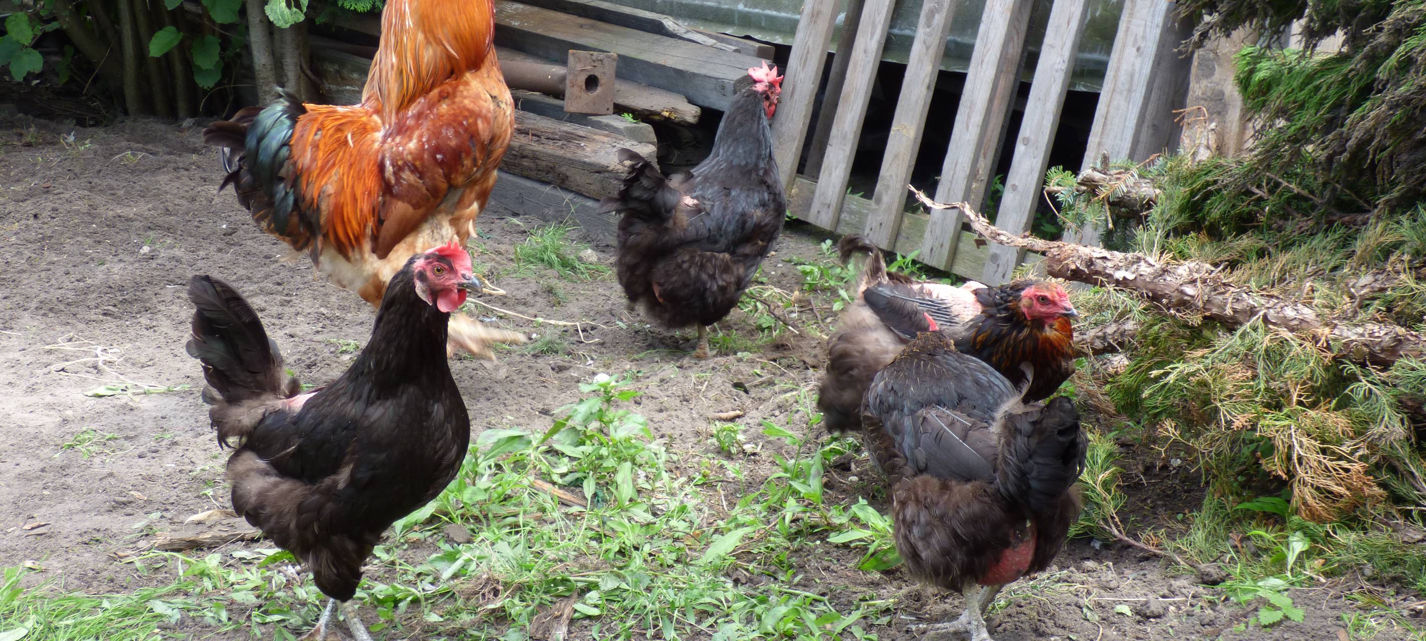 Essens schönste Urlaubs-Oase: Gewinner steht fest!