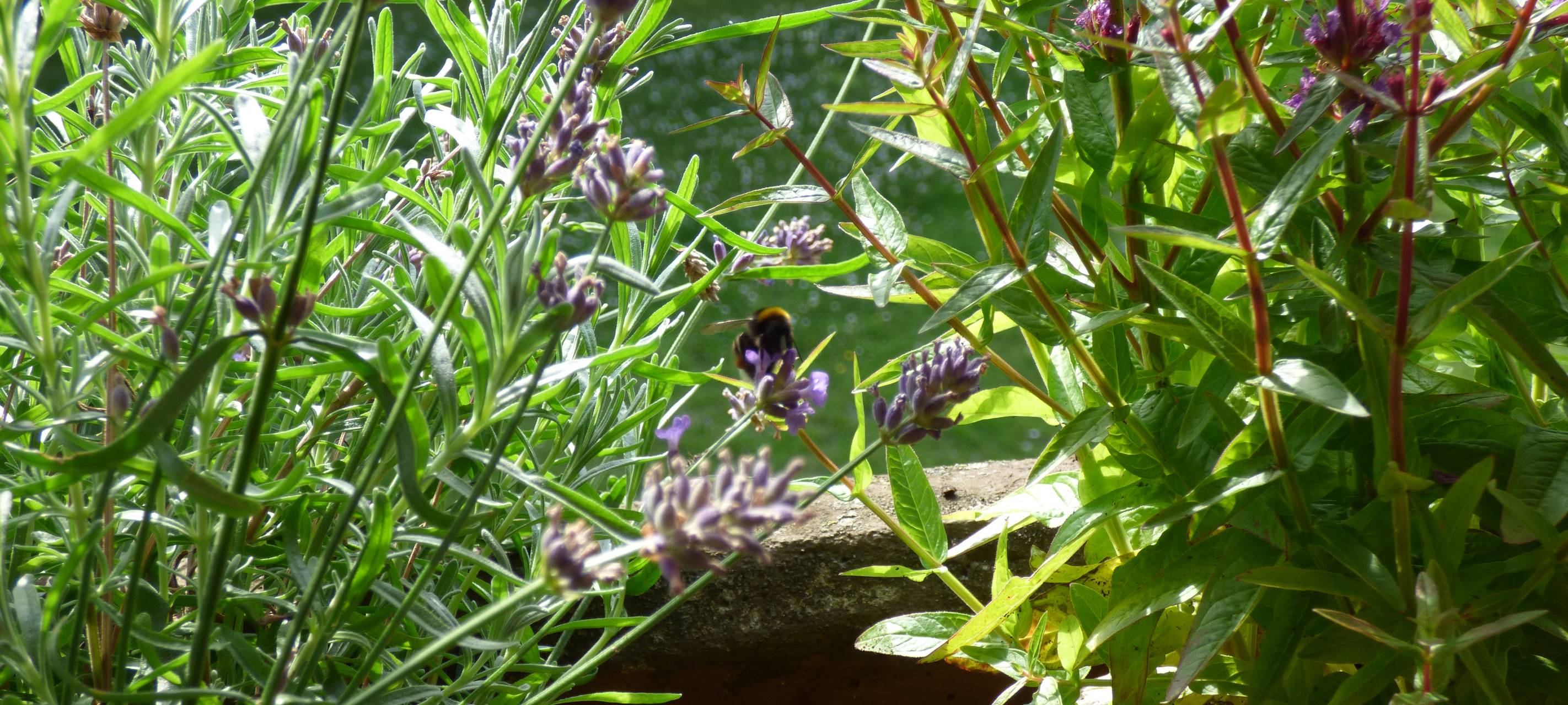 Essens schönste Urlaubs-Oase: Gewinner steht fest!