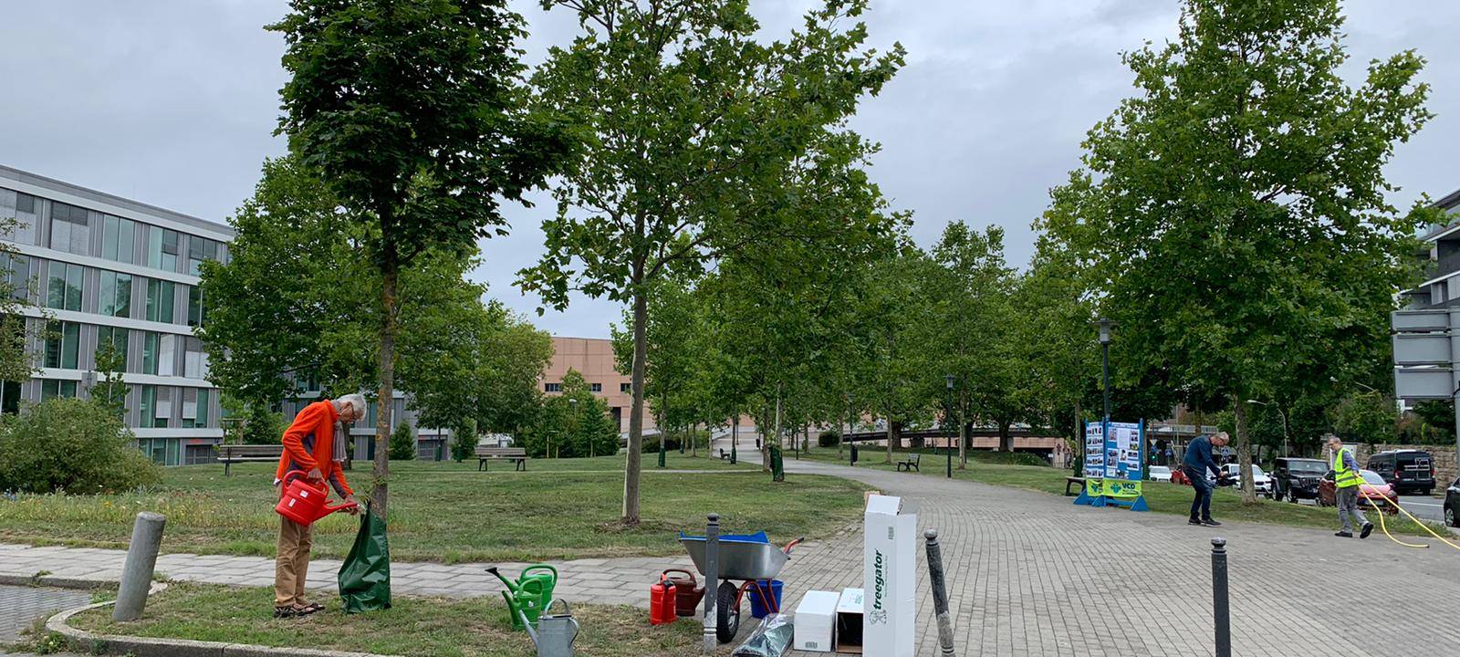 Wegen Hitzesommer: Diese Aktion gibt es für Bäume in Essen