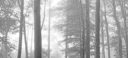 Album der Woche: Taylor Swift - folklore