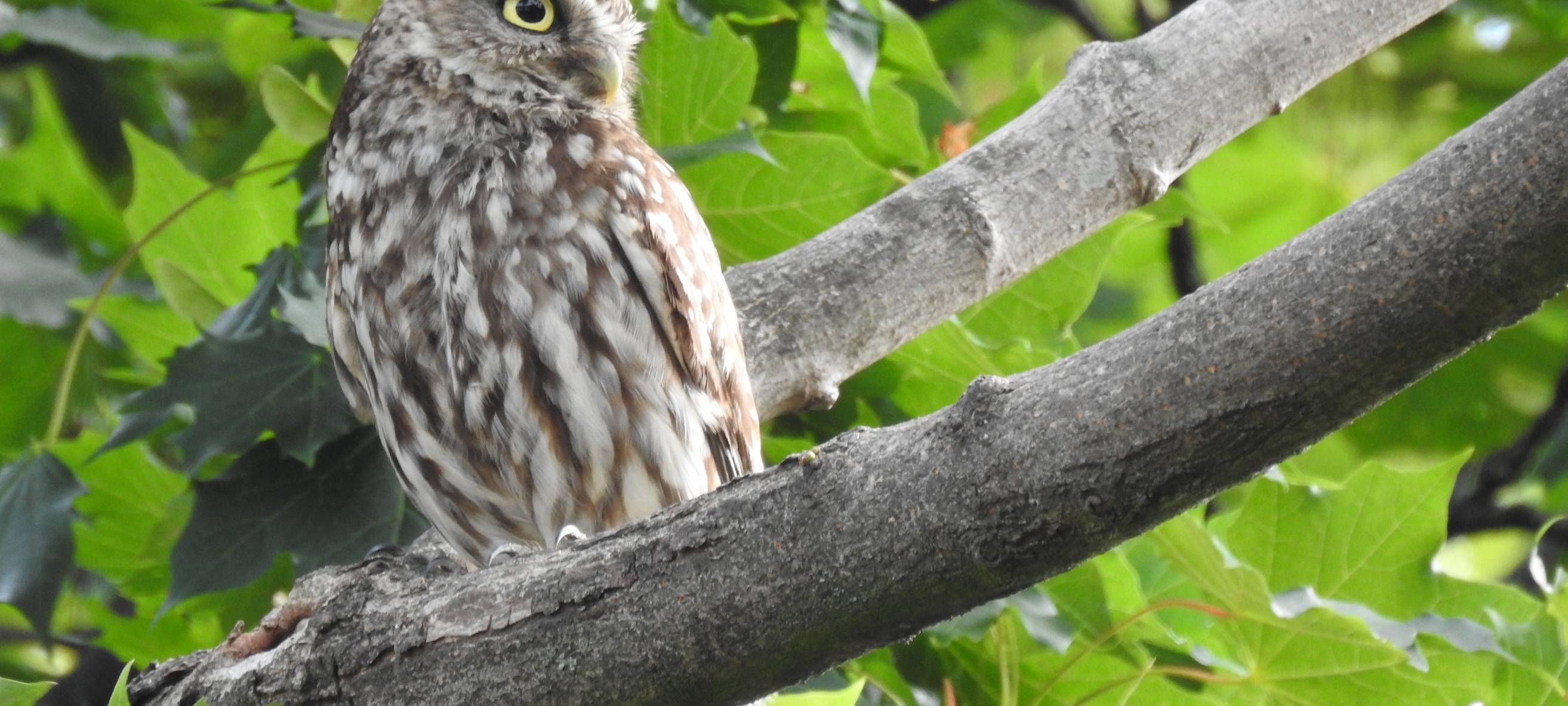 Steinkauz zurück in Essen