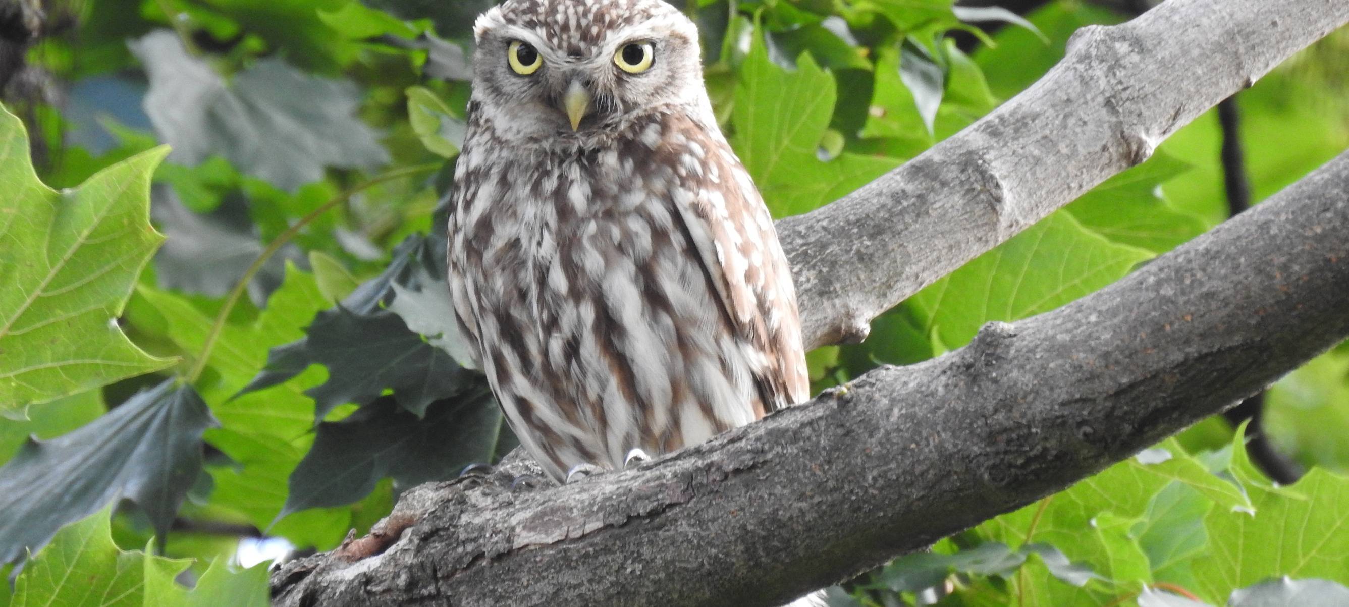Steinkautz zurück in Essen