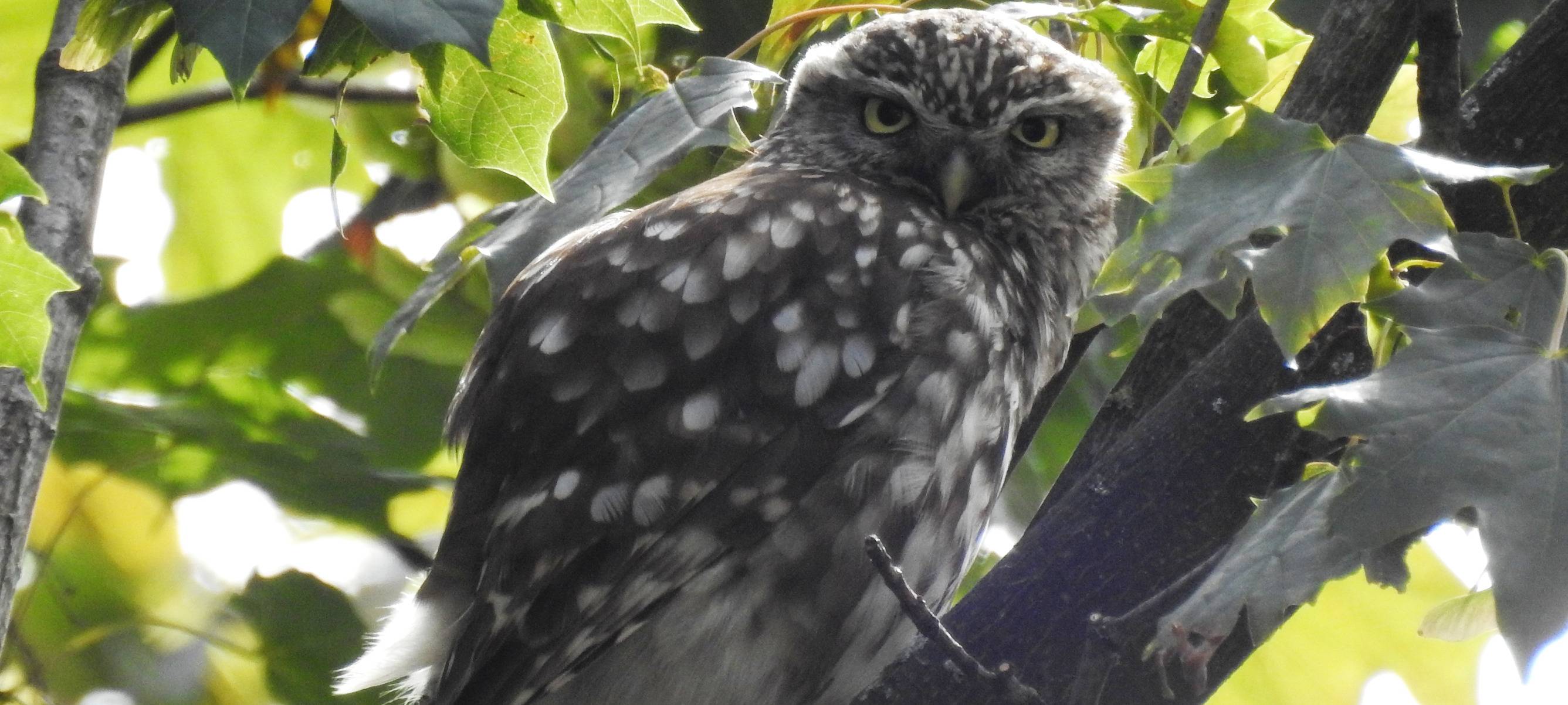 Steinkauz zurück in Essen