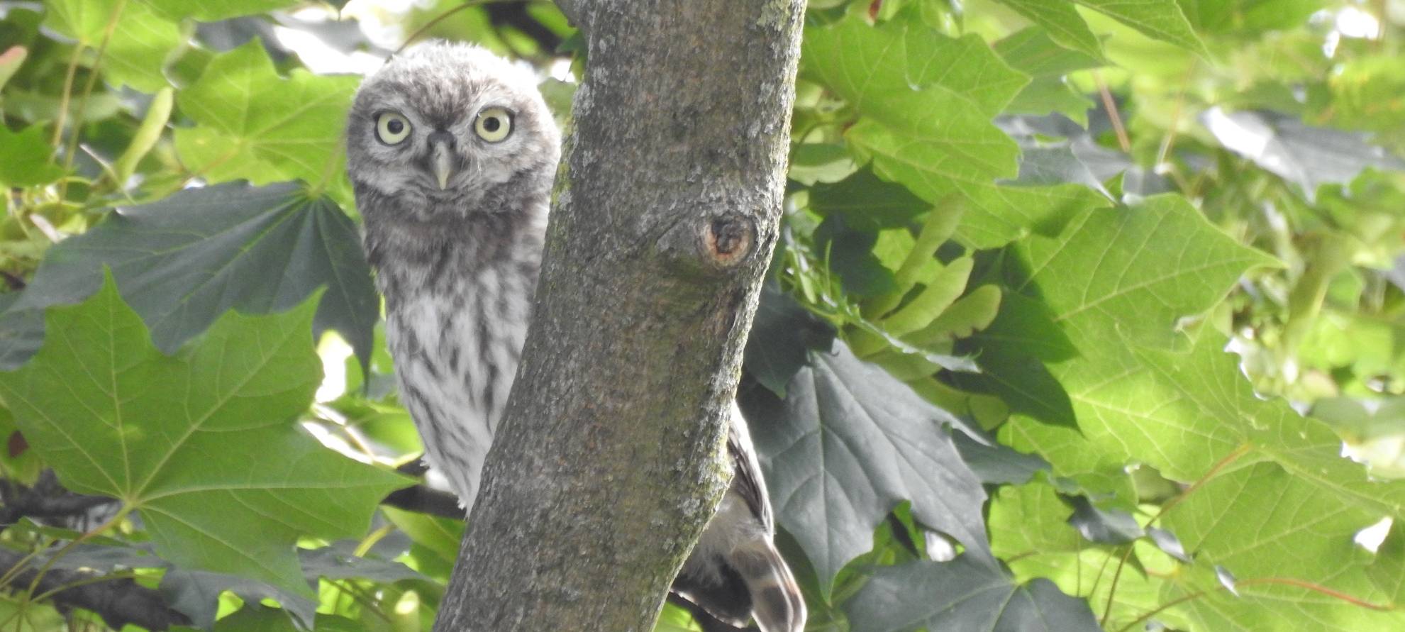 Steinkauz zurück in Essen