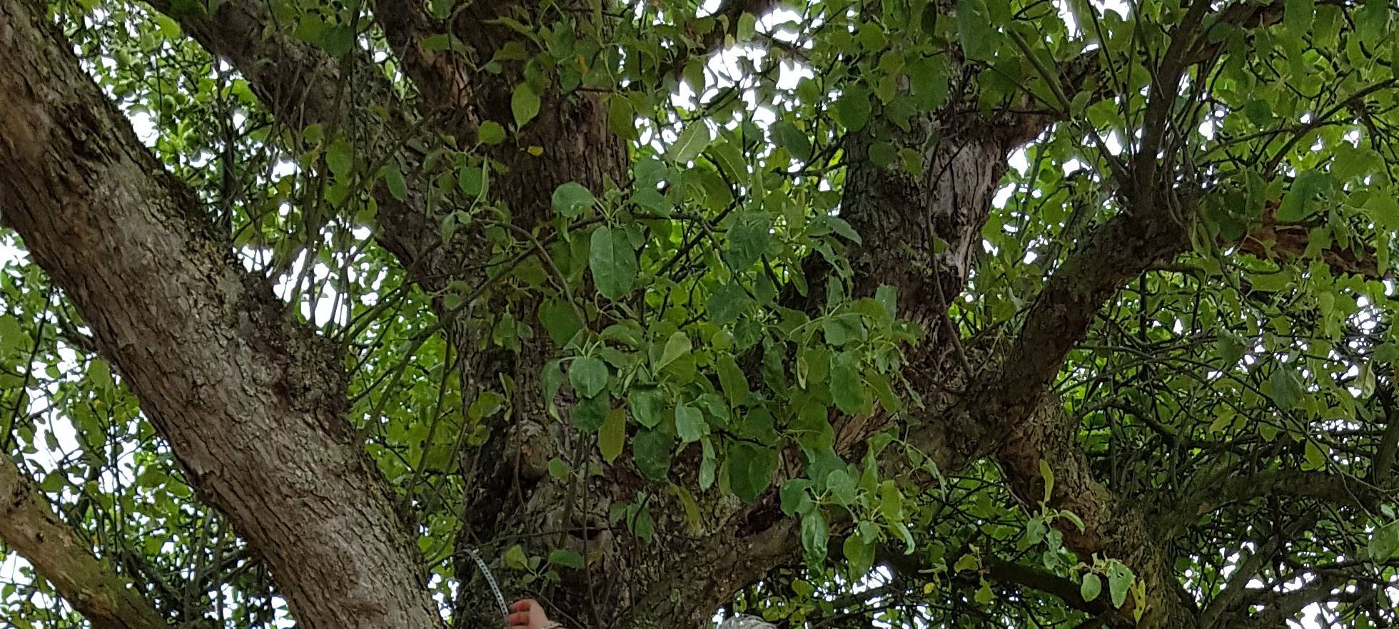 Niströhre für den Steinkauz in Essen