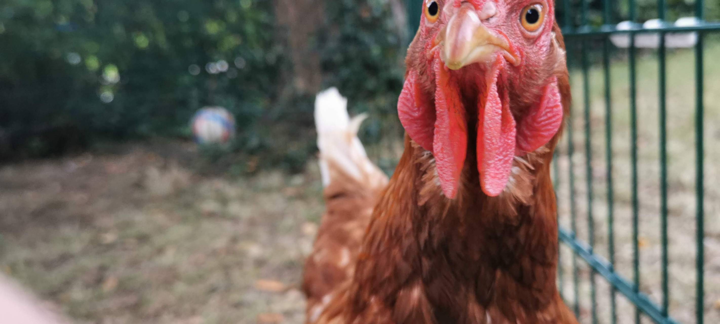 Essen: Hühner in evangelische Kita Vogelweide