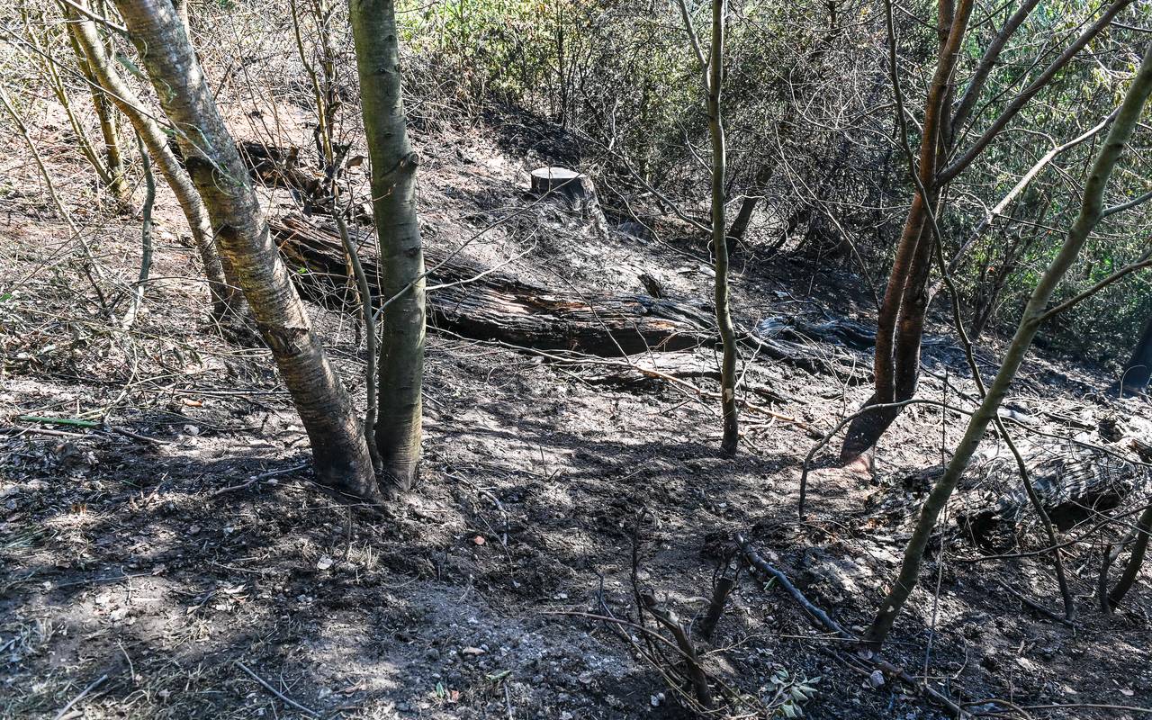 Waldbrand im Schellenberger Wald in Essen-Bredeney abgebranntes Holz und Waldboden