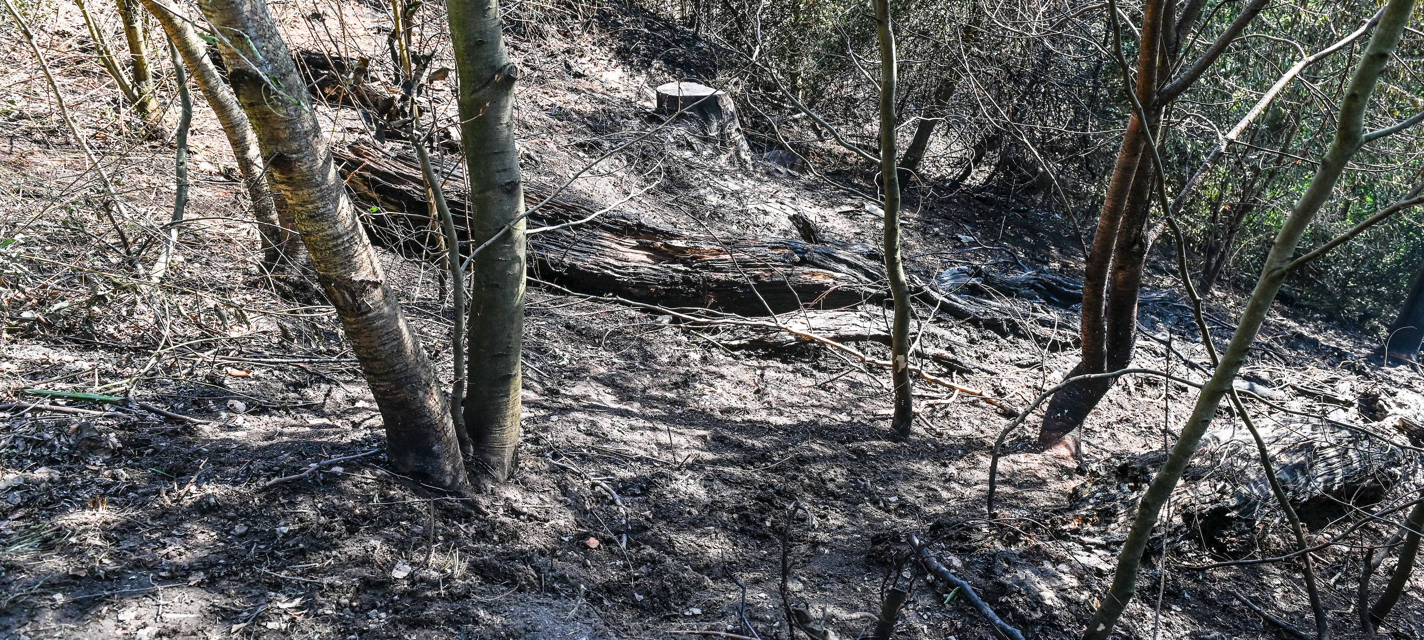 Waldbrand im Schellenberger Wald in Essen-Bredeney abgebranntes Holz und Waldboden