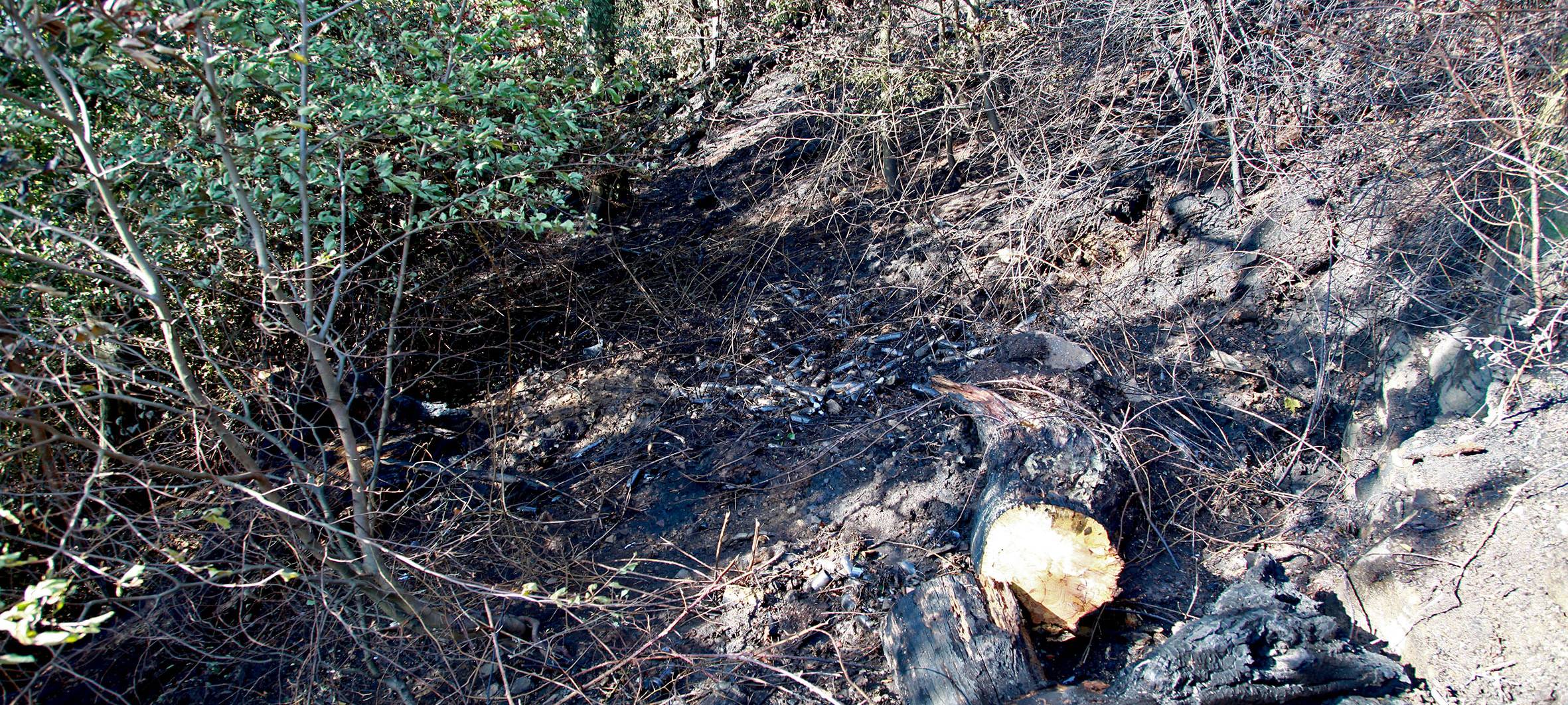 Waldbrand in Essen doch noch nicht ganz gelöscht