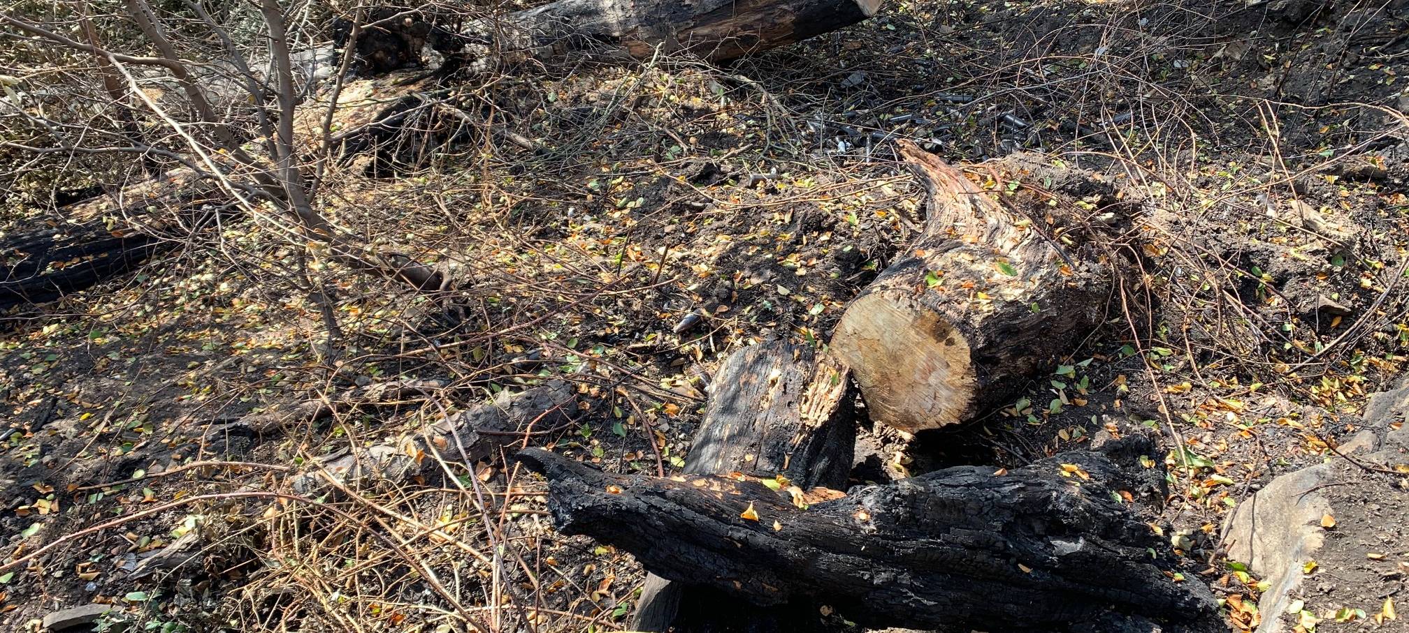 Waldbrand in Essen doch noch nicht ganz gelöscht