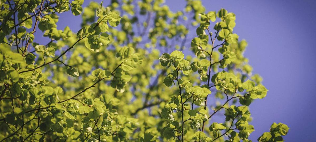 Wieder Bäume in Essen gefällt: Pflanzen weichen für Kita