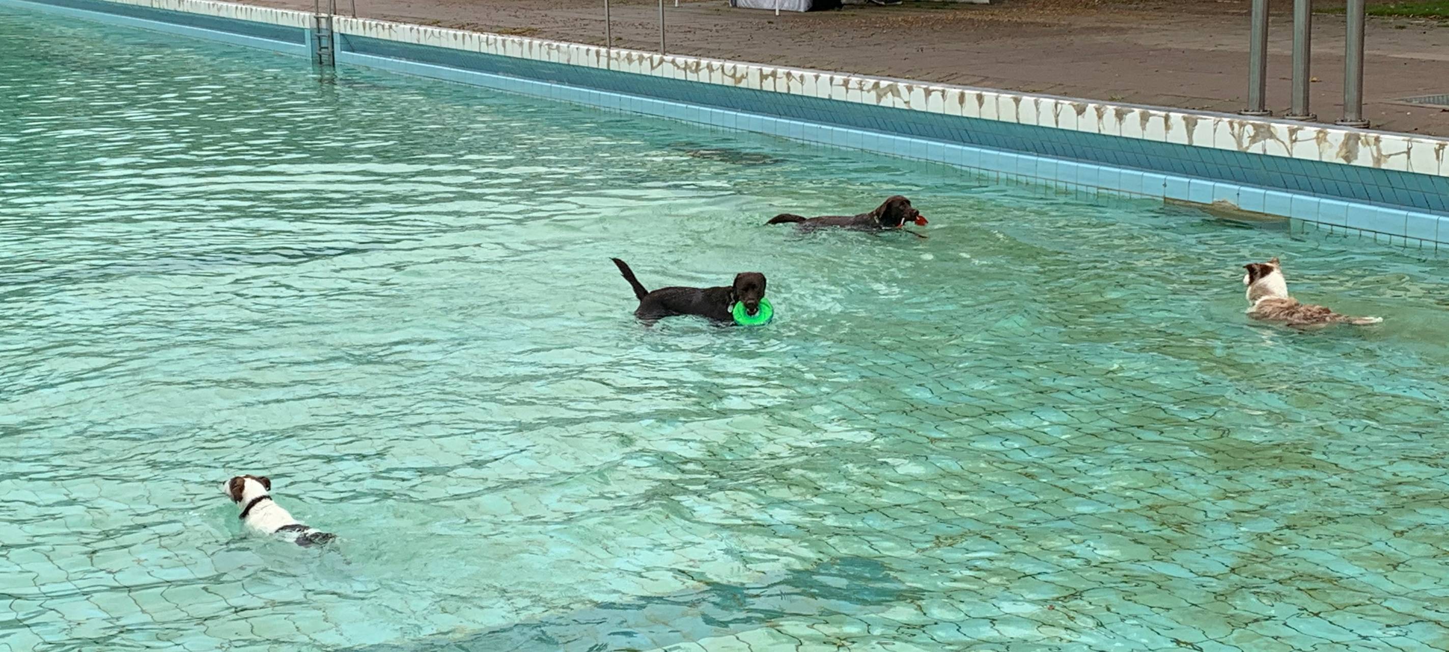 Essen lädt ein: Hundeschwimmen im Grugabad