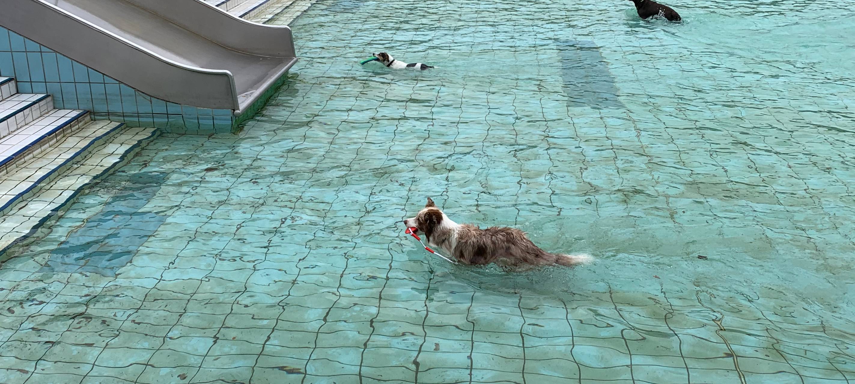 Essen lädt ein: Hundeschwimmen im Grugabad
