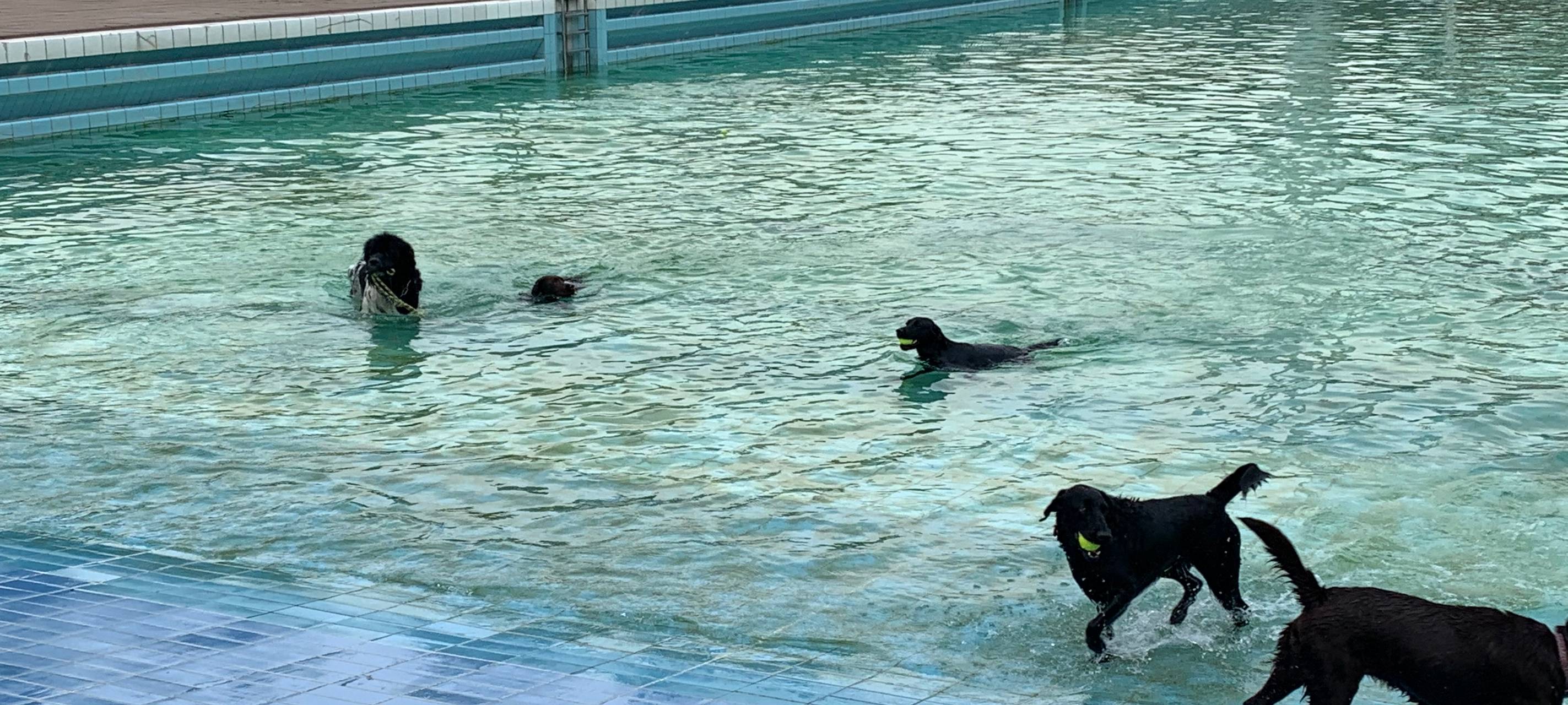 Essen lädt ein: Hundeschwimmen im Grugabad