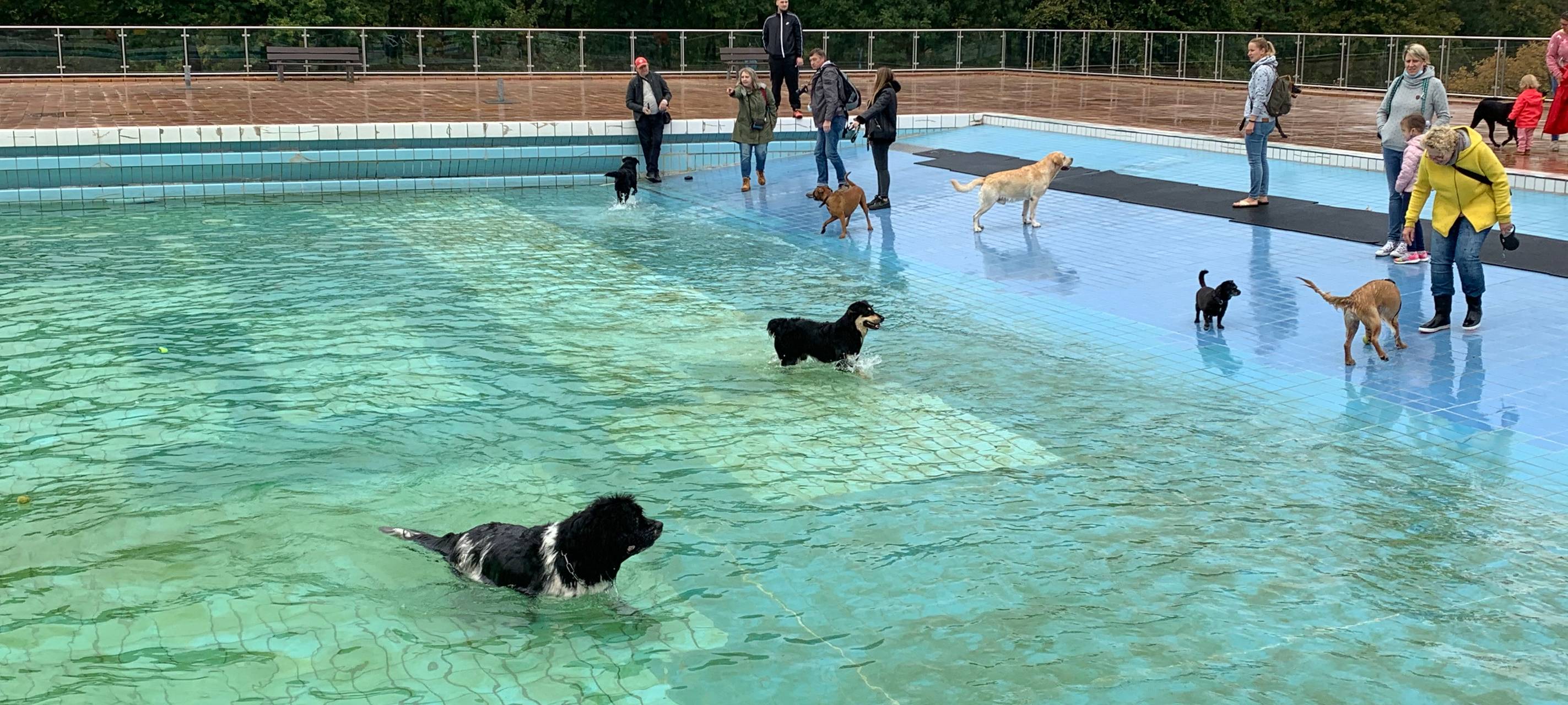 Essen lädt ein: Hundeschwimmen im Grugabad