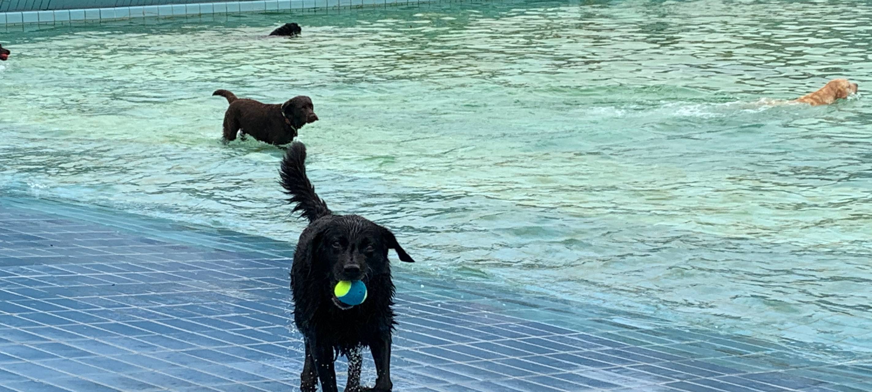 Essen lädt ein: Hundeschwimmen im Grugabad