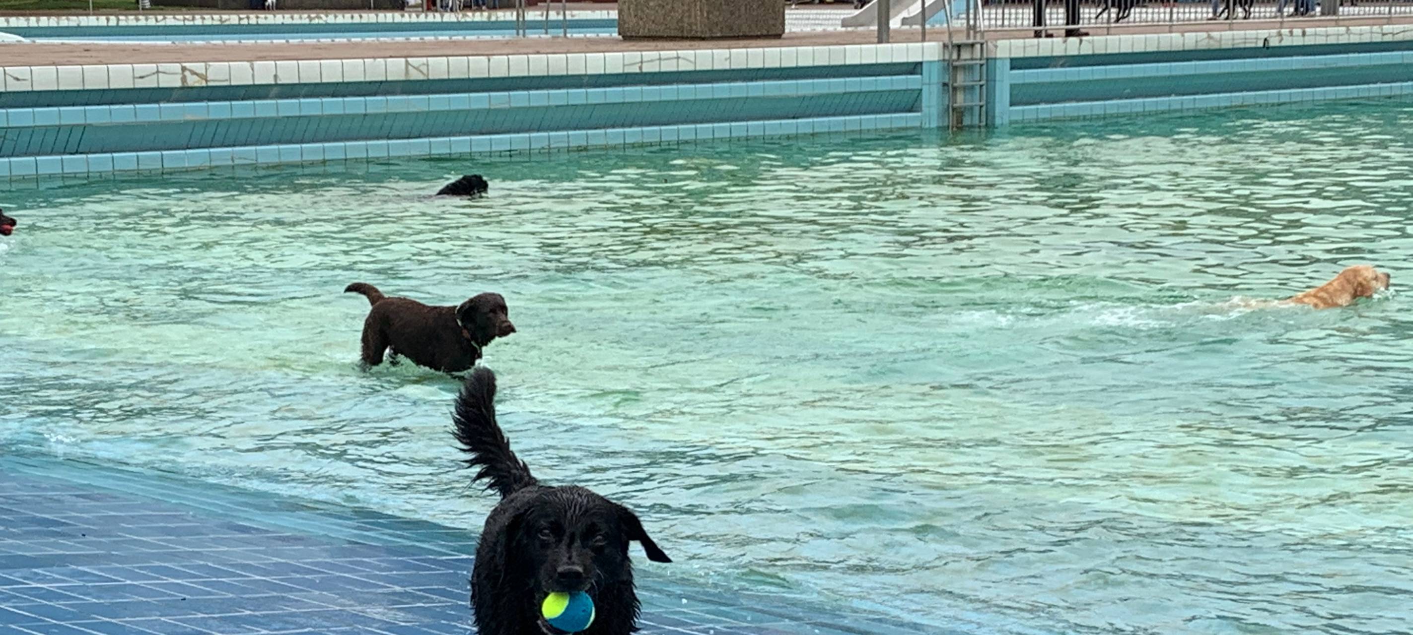 Essen lädt ein: Hundeschwimmen im Grugabad