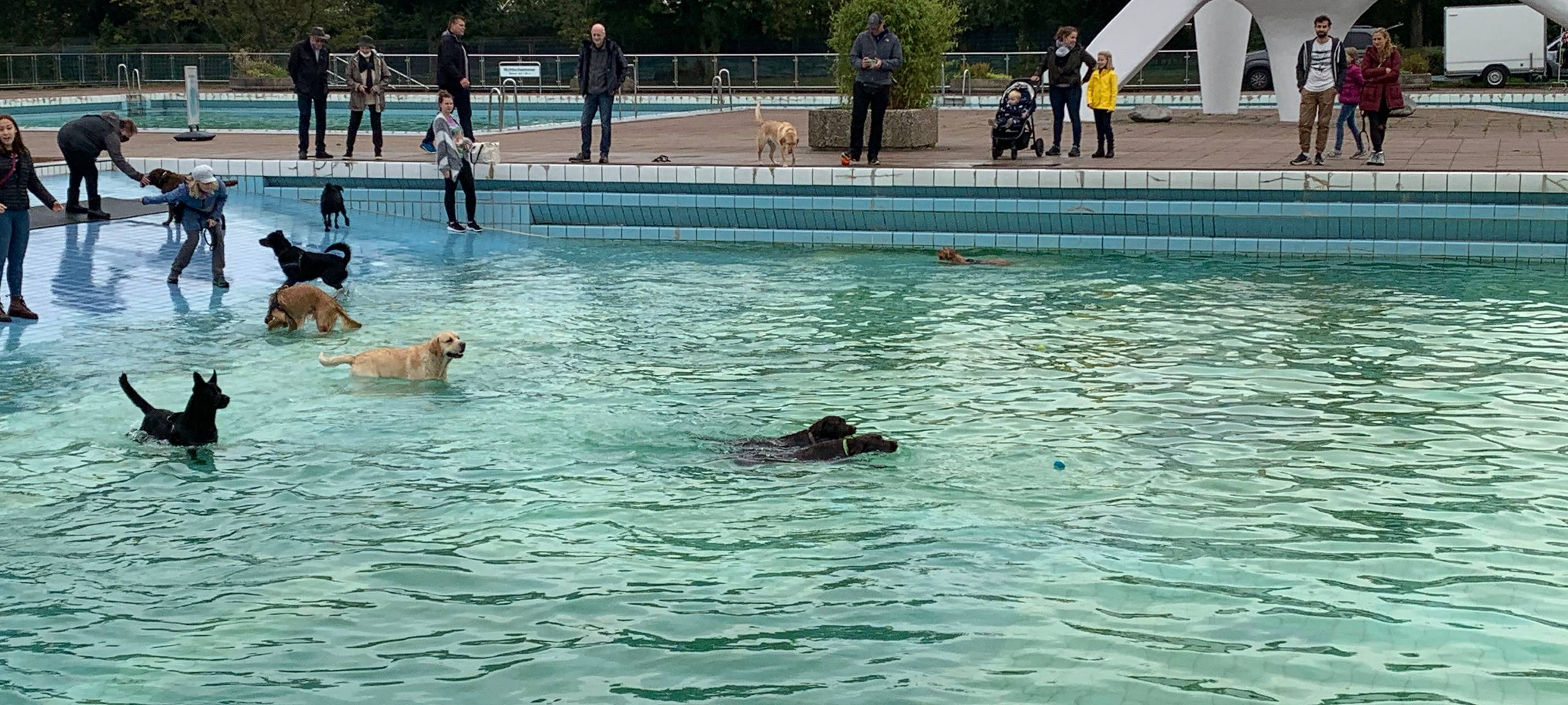 Essen lädt ein: Hundeschwimmen im Grugabad