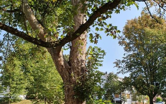 In Essen müssen 17 Risikobäume gefällt werden, darunter ein 90 Jahre alter Baum in Steele.