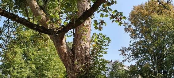In Essen müssen 17 Risikobäume gefällt werden, darunter ein 90 Jahre alter Baum in Steele.