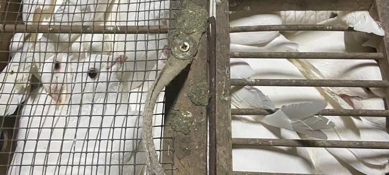 Tierquälerei in Essen-Bergeborbeck, Tauben eingepfercht in kleinen Kisten