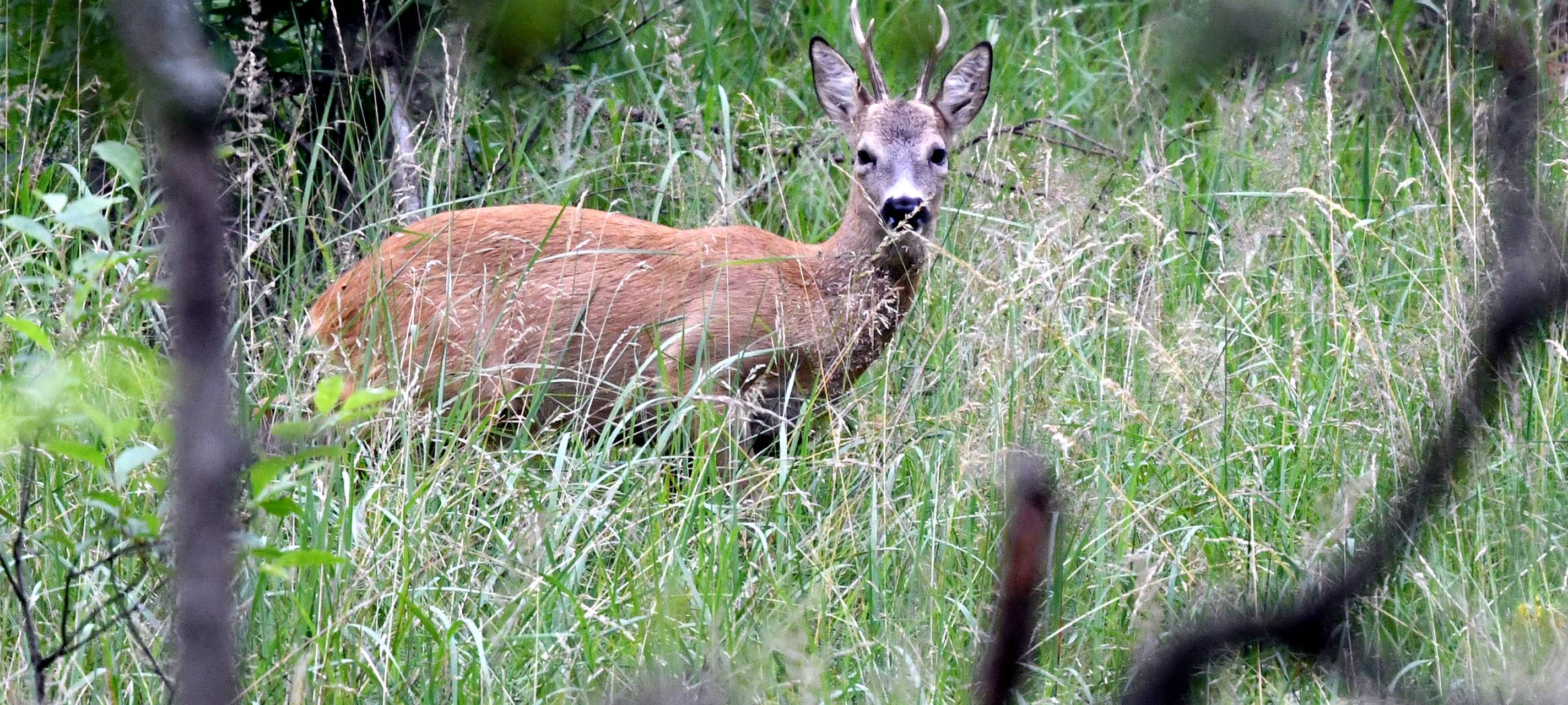 Radio Essen-Hörerin geschockt: Hunde nehmen Jagd auf Rehe