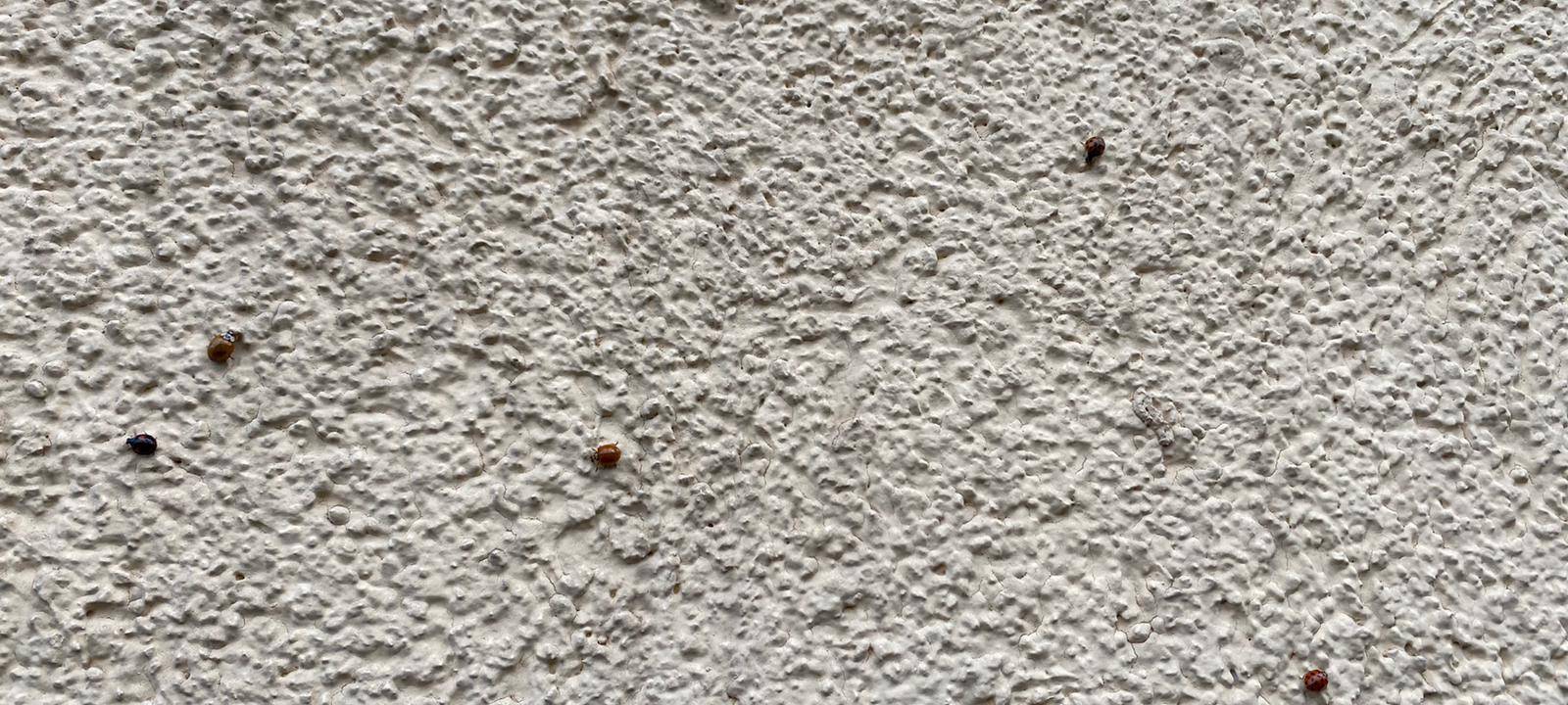 Marienkäfer-Invasion in Essen?