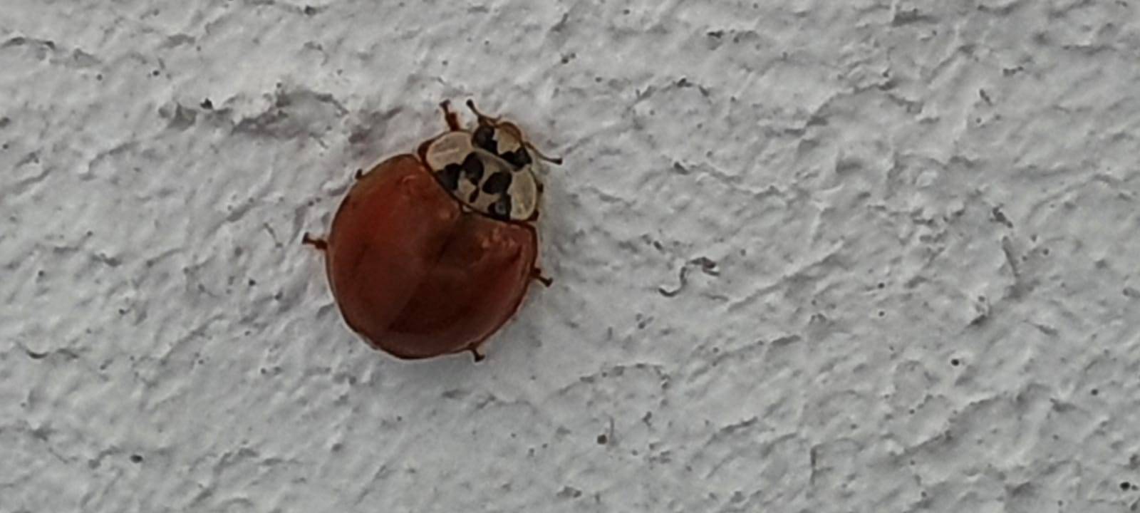 Marienkäfer-Invasion in Essen?