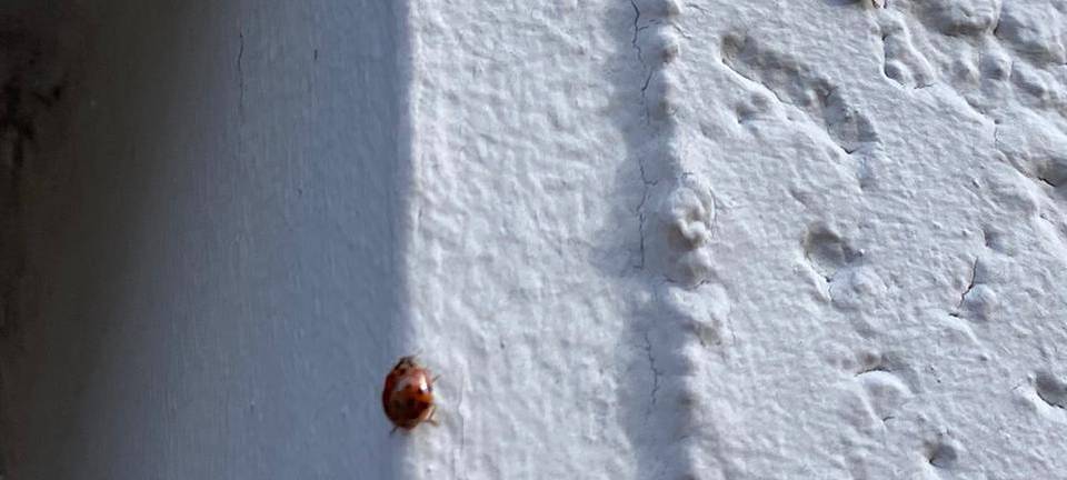 Marienkäfer-Invasion in Essen?