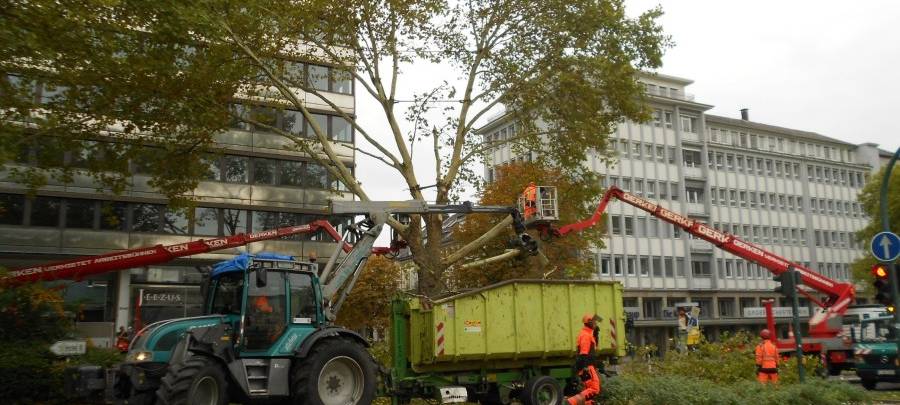 Wieder müssen in Essen gefährliche Bäume gefällt werden.