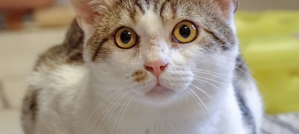 Essen: Tierschutzverein setzt sich für Katzenkastrationen ein