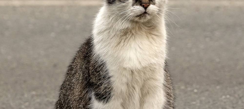 Essen: Tierschutzverein setzt sich für Katzenkastrationen ein