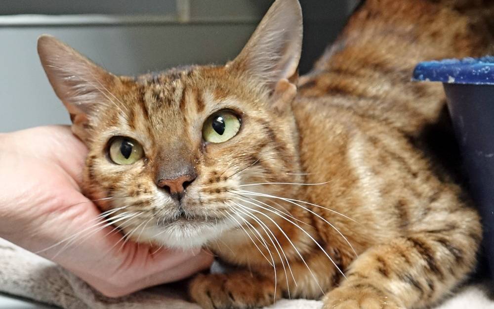 essen tierschutzverein setzt sich fur katzenkastrationen ein radio essen