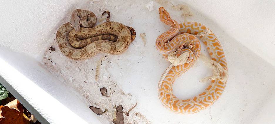 Ausgesetzte Schlangen in Essen: Tierschützer bieten Geld für entscheidende Hinweise