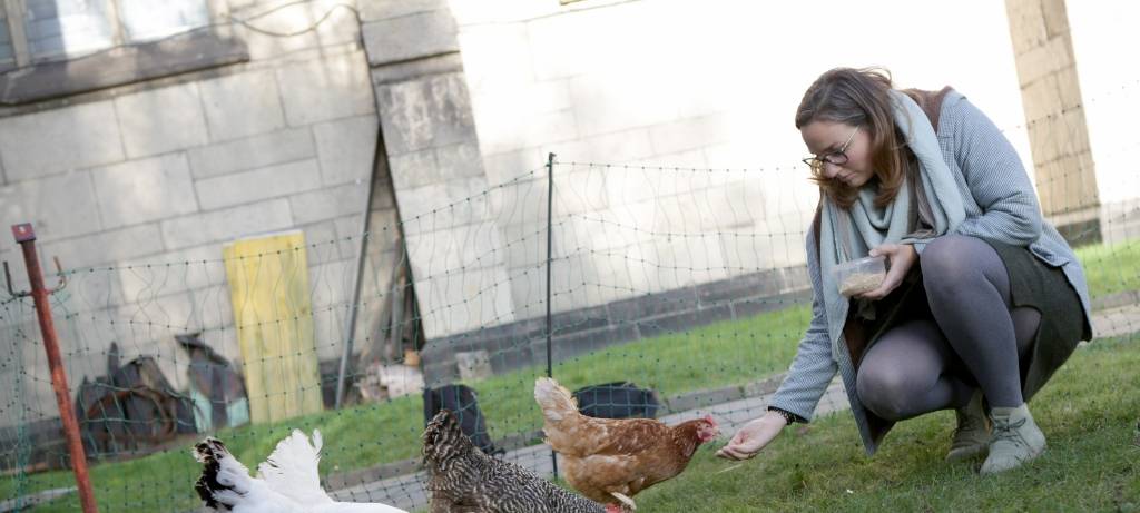 Essen: Gemeinde-Hühner in St. Hubertus und Raphael treiben Spenden ein