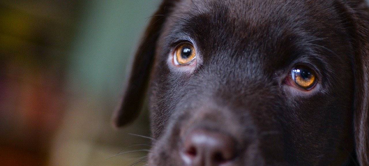 Polizei Essen: Hundewelpe von E-Bike überfahren - er starb noch vor Ort