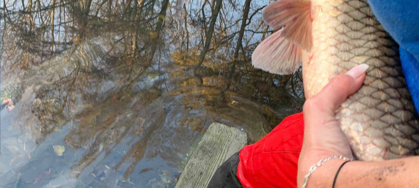 Essen: Spektakuläre Rettungsaktion - Koi-Karpfen vor dem sicheren Tod gerettet