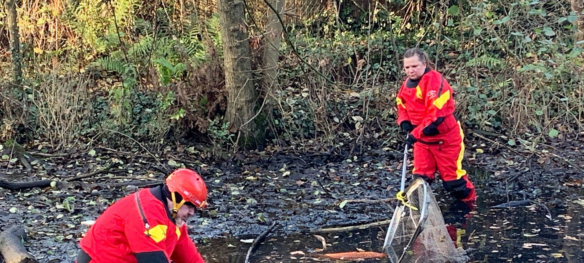Essen: Spektakuläre Rettungsaktion - Koi-Karpfen vor dem sicheren Tod gerettet
