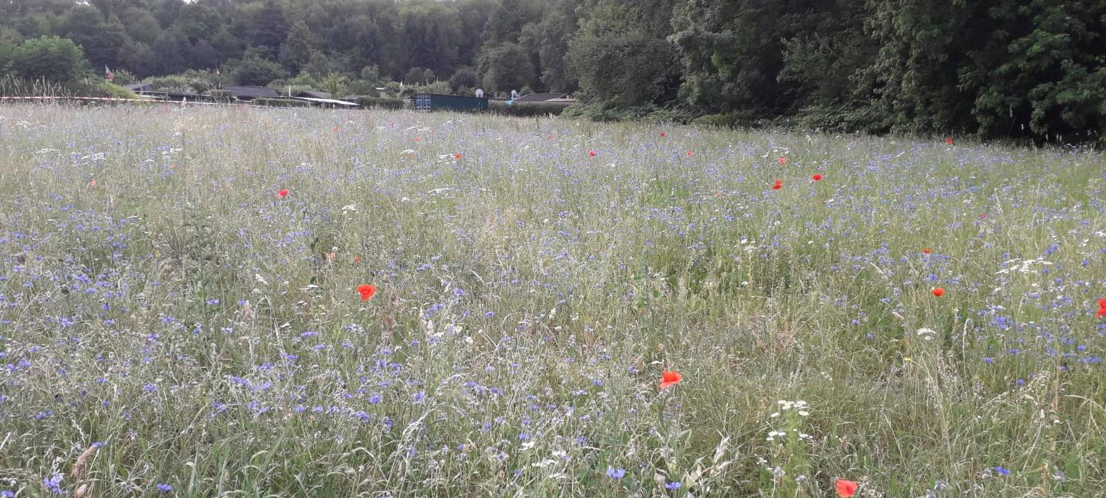 Essen: KGV Schonnebeck gewinnt den Essener Umweltpreis 2020