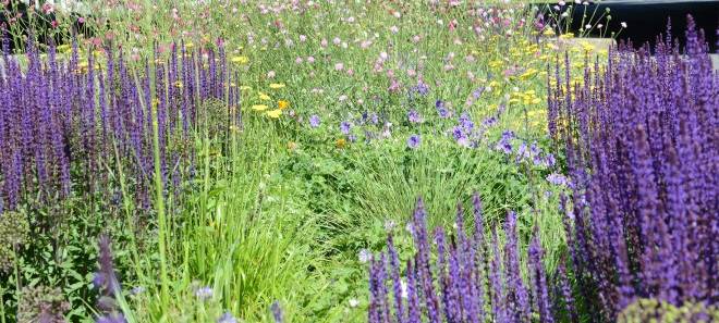 Park in Essen soll pflegeleichter werden