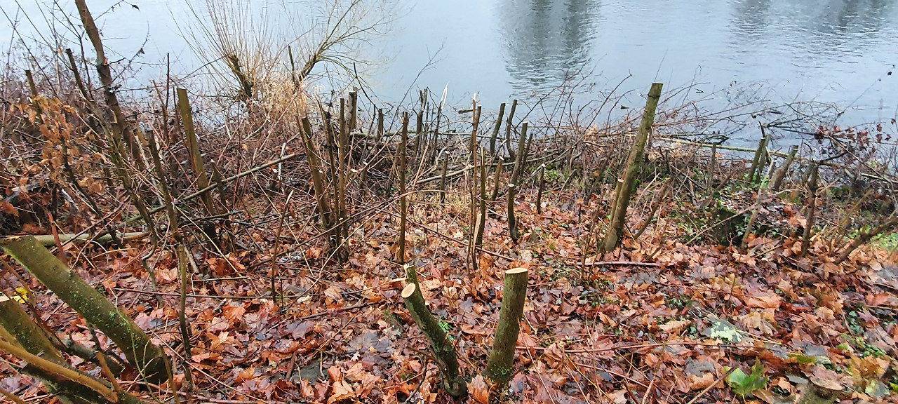 Abgeholzte Bäume und Sträucher an der Ruhr in Essen-Kettwig