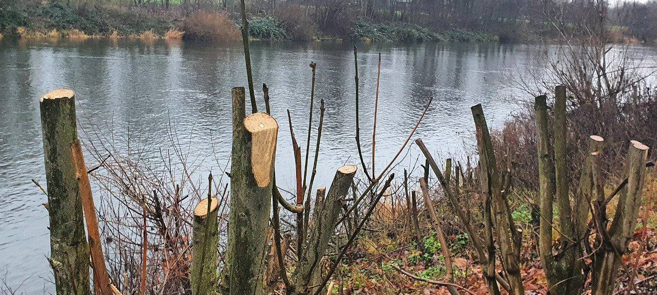 Abgeholzte Bäume und Sträucher an der Ruhr in Essen-Kettwig