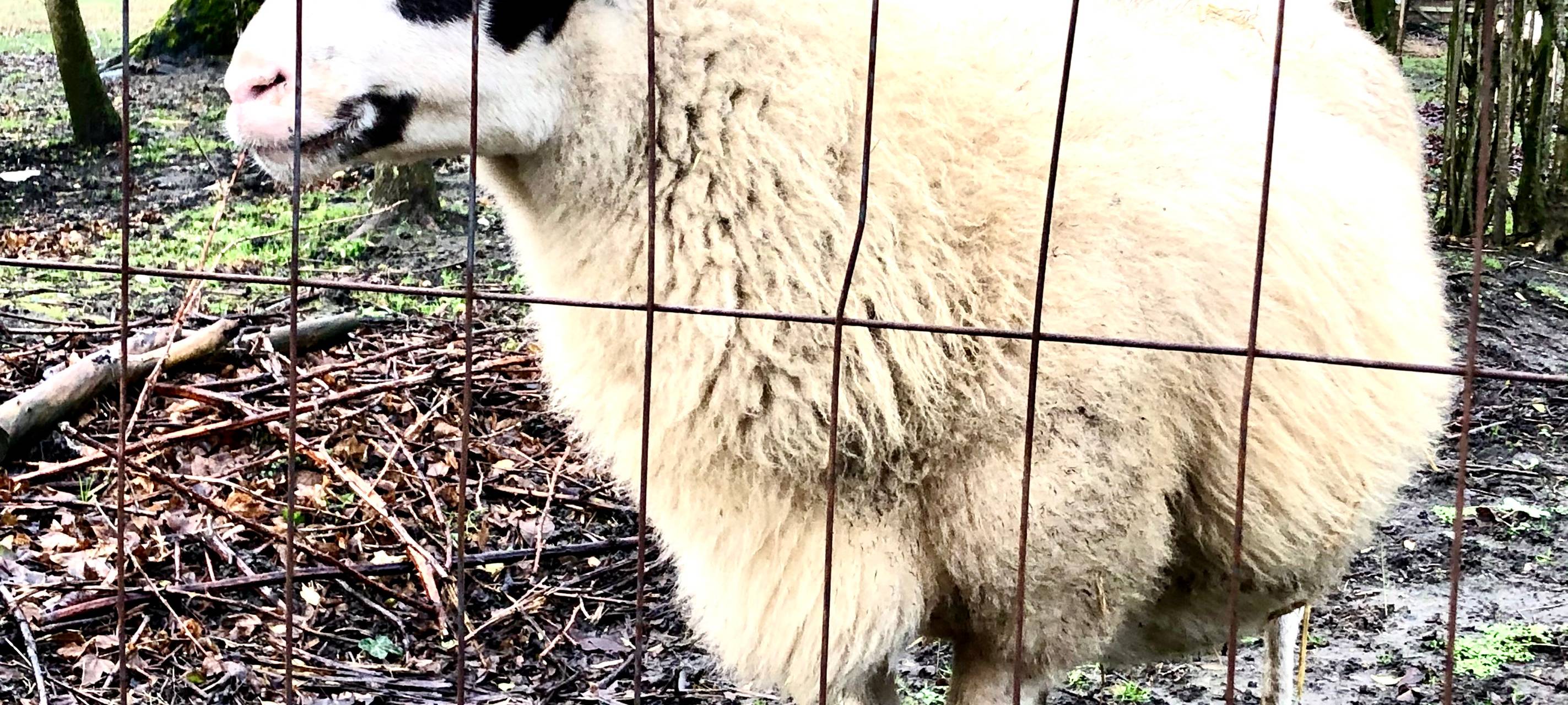Essen: Schafe fressen Eure Tannenbäume