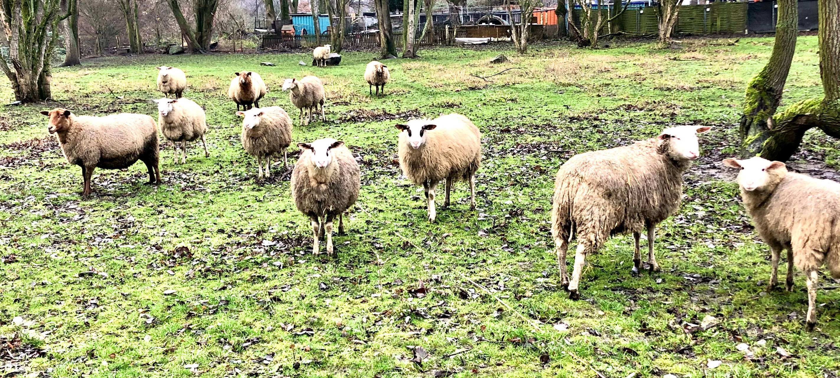 Essen: Schafe fressen Eure Tannenbäume